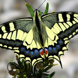 Sierras Subbeticas - Old World Swallowtail